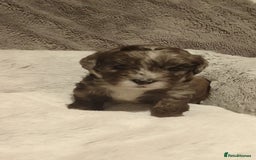 Shihpoo dogs for sale: 💕Stunning Rare F1 Merle Shoodles/Shihpoos💕 - Image 8