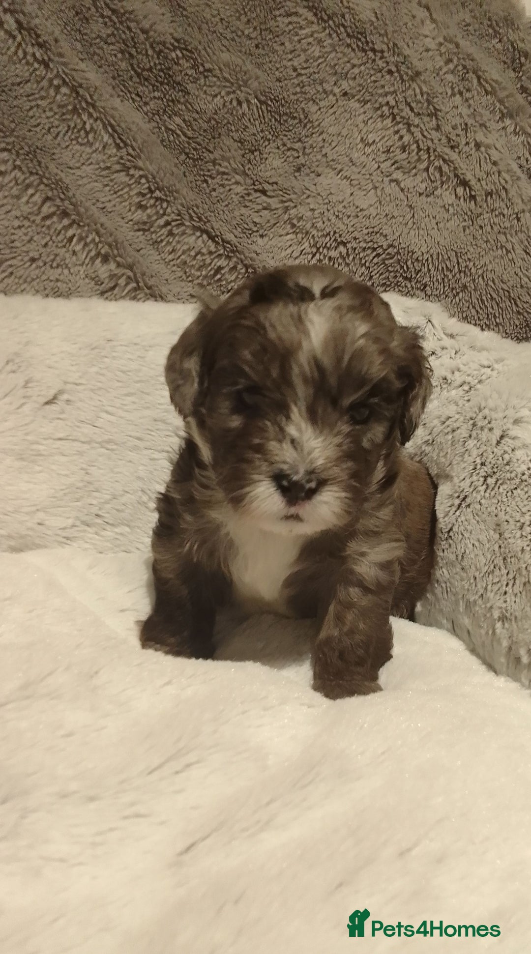 Shihpoo dogs for sale: 💕Stunning Rare F1 Merle Shoodles/Shihpoos💕 - Image 8