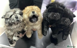 Chow Chow dogs for sale: BLACK GIRL CHOW CHOW - READY NOW!!! - Image 7