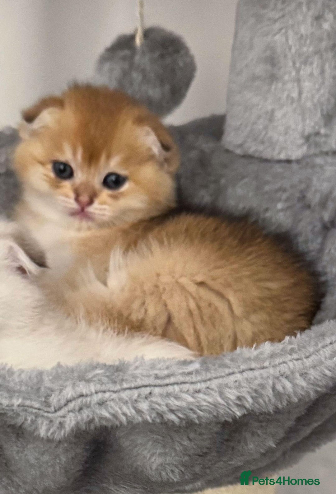 Scottish Fold cats for sale: purebred kittens Gold Scottish Fold Chinchilla - Image 7