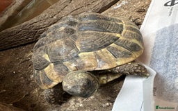 Tortoise reptiles for sale: Female Hermann  Tortoise  - Image 1