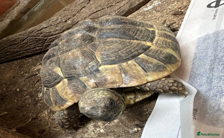 Tortoise reptiles - Advert 2