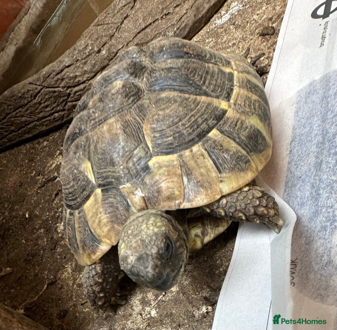 Tortoise reptiles for sale: Female Hermann  Tortoise  - Image 1