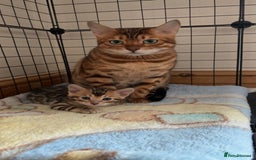 Bengal cats for sale: ⭐️⭐️QUALITY BENGAL FEMALE KITTEN⭐️⭐️ - Image 9
