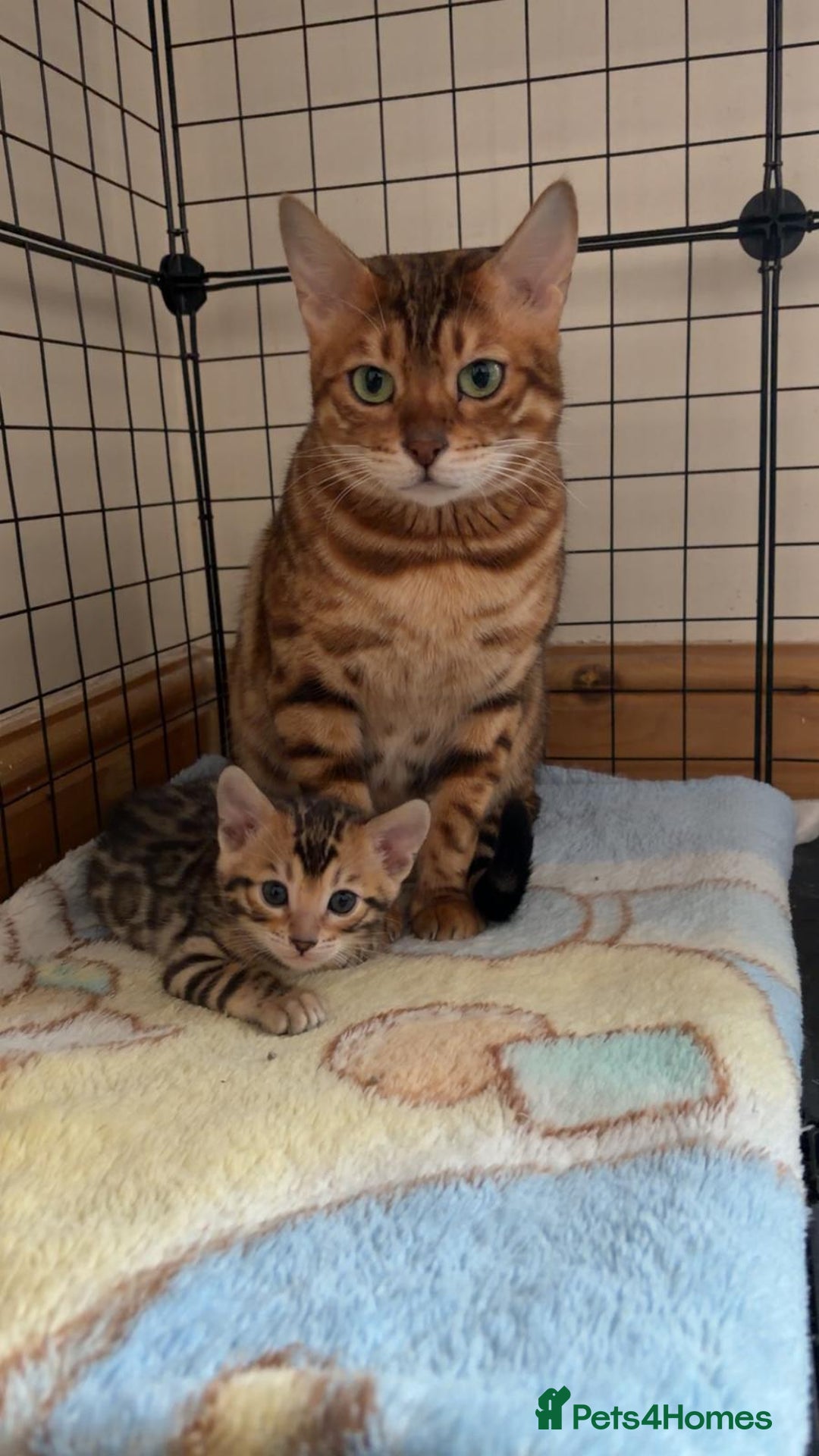 Bengal cats for sale: ⭐️⭐️QUALITY BENGAL FEMALE KITTEN⭐️⭐️ - Image 9