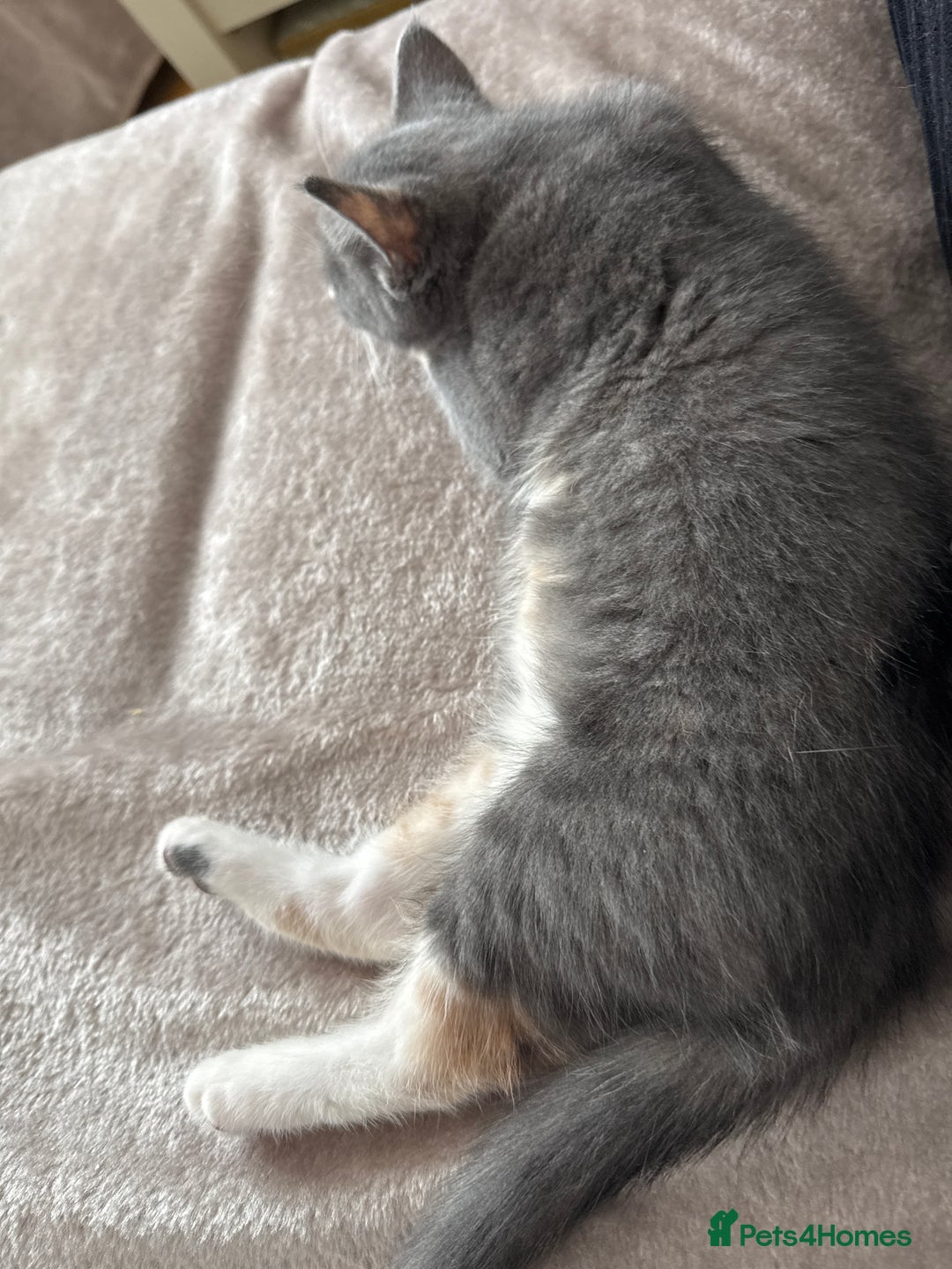 Mixed Breed cats for sale: Kittens - Image 7