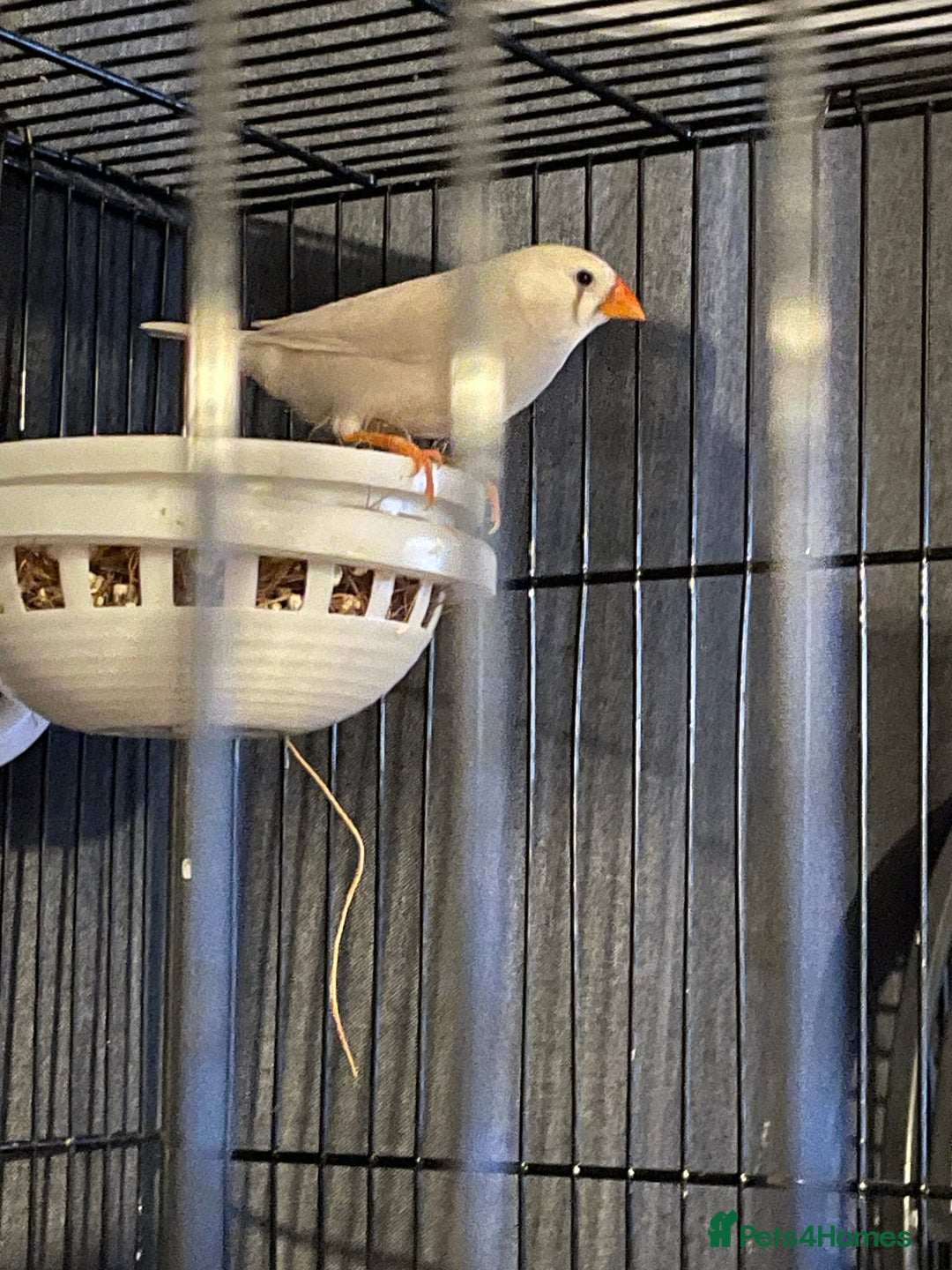 Finches birds for sale: Young Zebra finches  - Advert 2