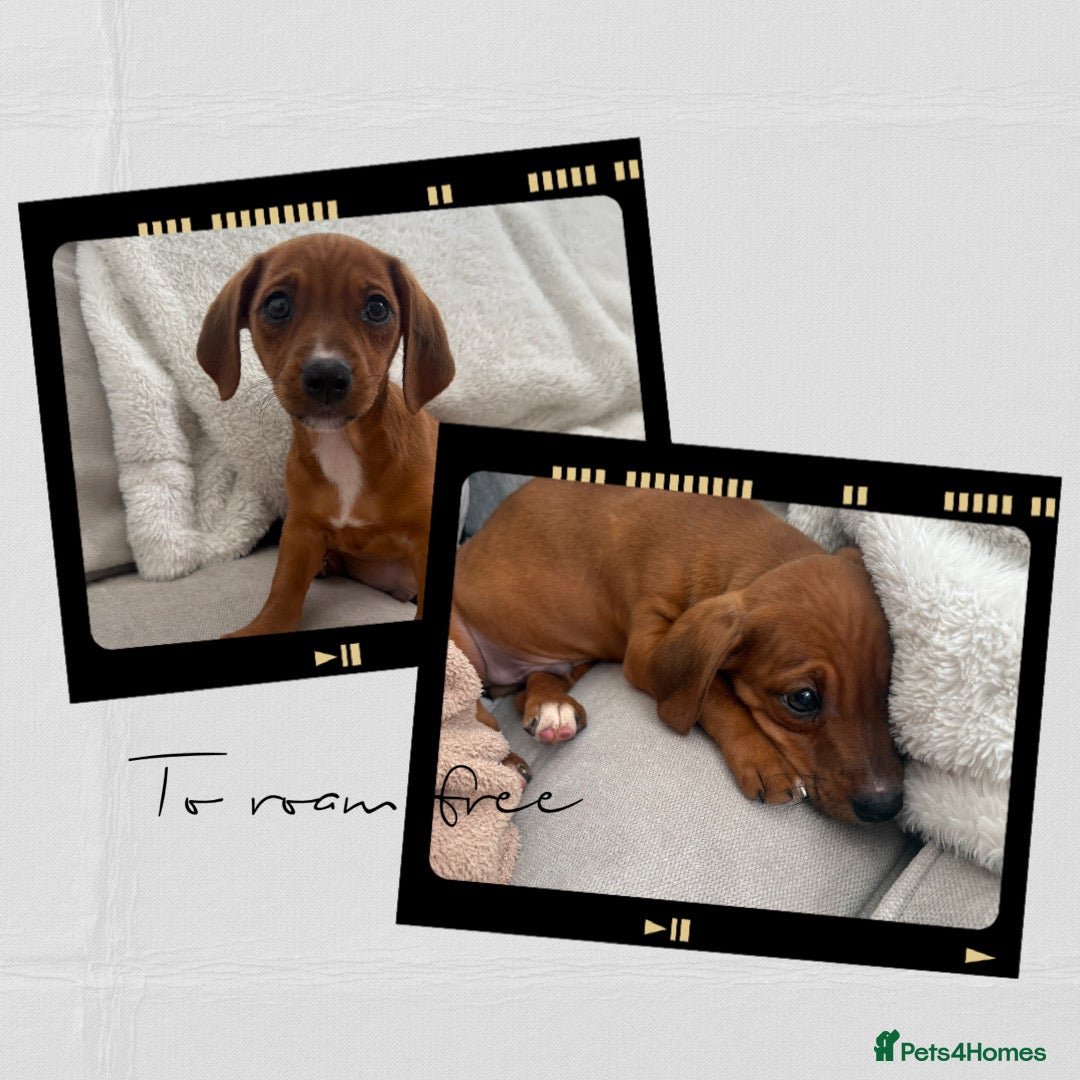 Mixed Breed dogs Last boy Cavapoo x Dachshund puppies  - Advert 5