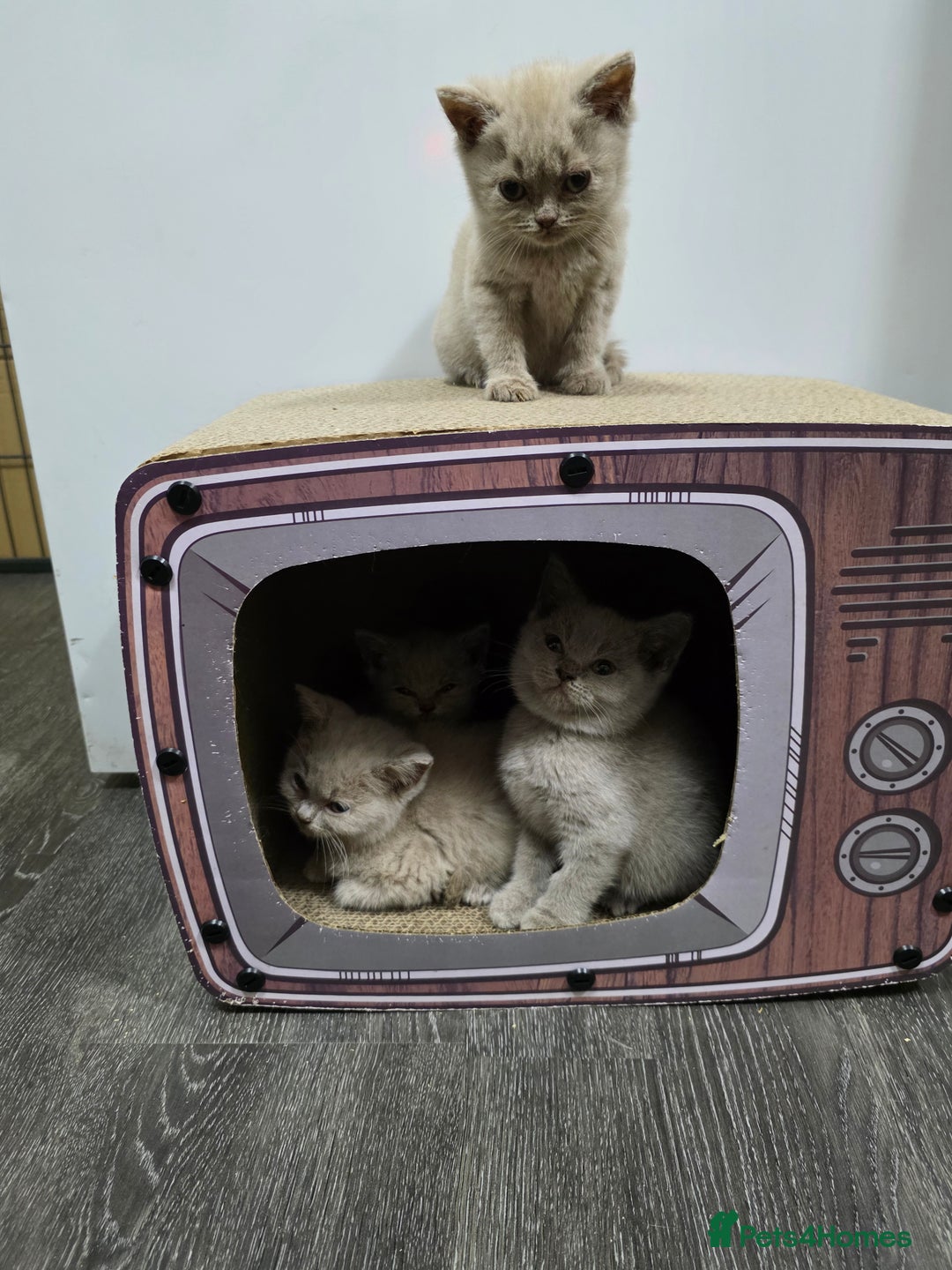 British Shorthair cats for sale: Beautiful British shorthair kittens - Image 7