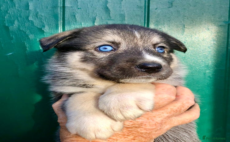 Mixed Breed dogs - Advert 14