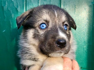 Mixed Breed dogs - Advert 1