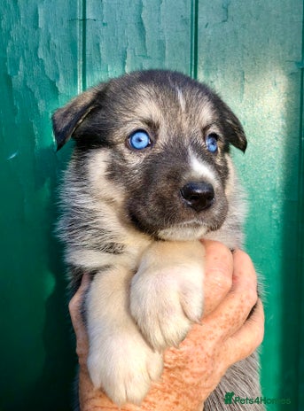 Mixed Breed dogs - Advert 1