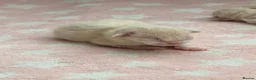 Ragdoll cats for sale: 🐾 Purebred Ragdoll Kittens – Available to Reserve - Advert 9