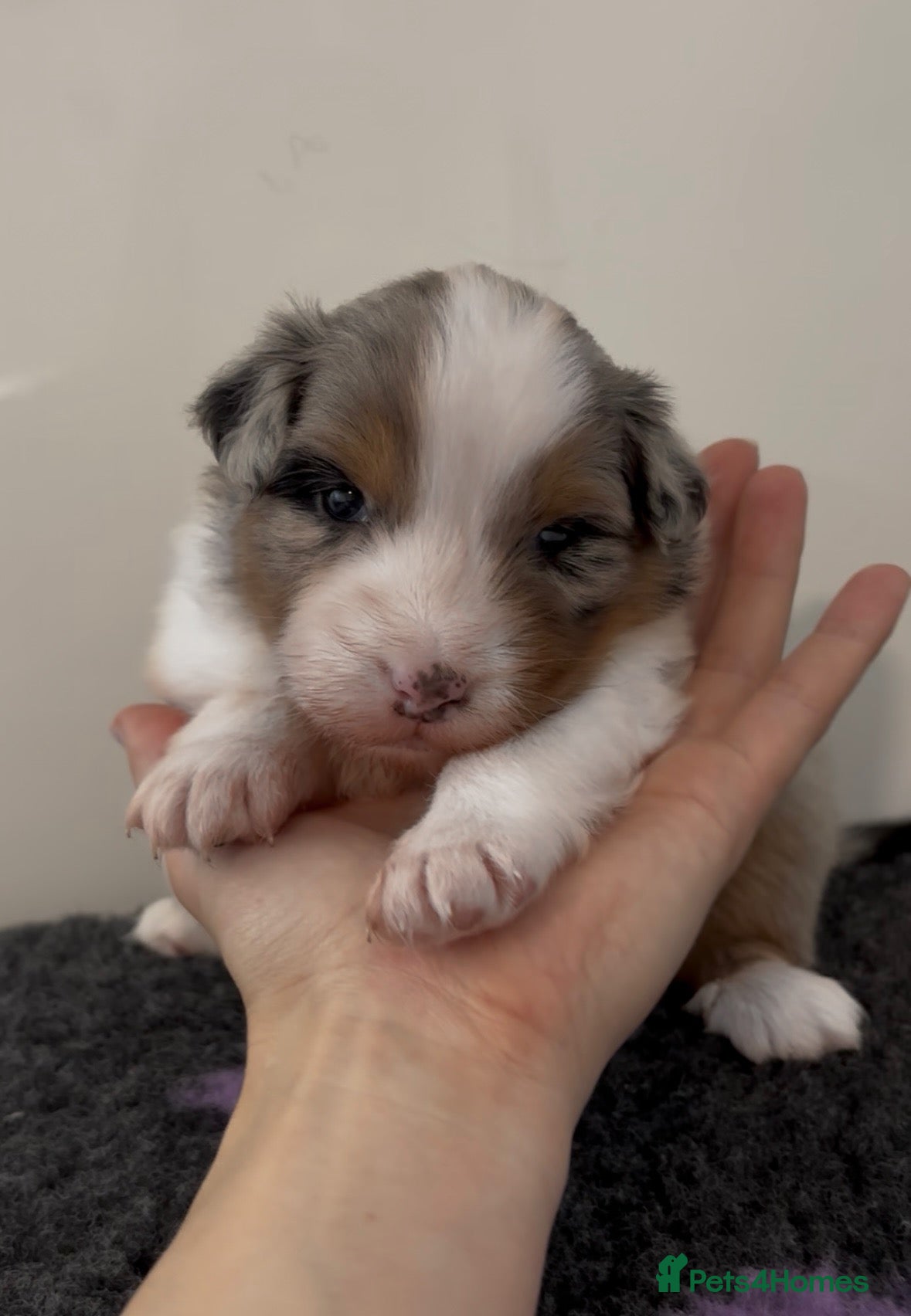 Australian Shepherd dogs Australian Shepherd Puppies - Advert 1