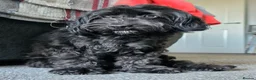 Cockapoo dogs for sale: Cockapoo Cross Terrier 2 year old male in Telford - Advert 7