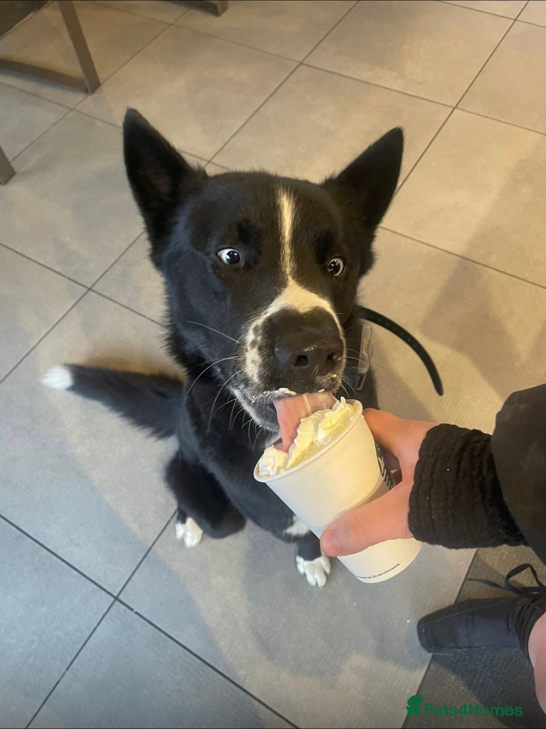 Siberian Husky dogs for sale: Husky Puppies 🩵🩷 - Image 4
