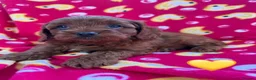 Cavapoo dogs for sale: Stunning Fox Red F1 Cavapoo Puppies H/C  - Advert 22