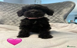 Schnoodle dogs for sale: Beautiful Schnoodle Puppies For Sale - Image 1