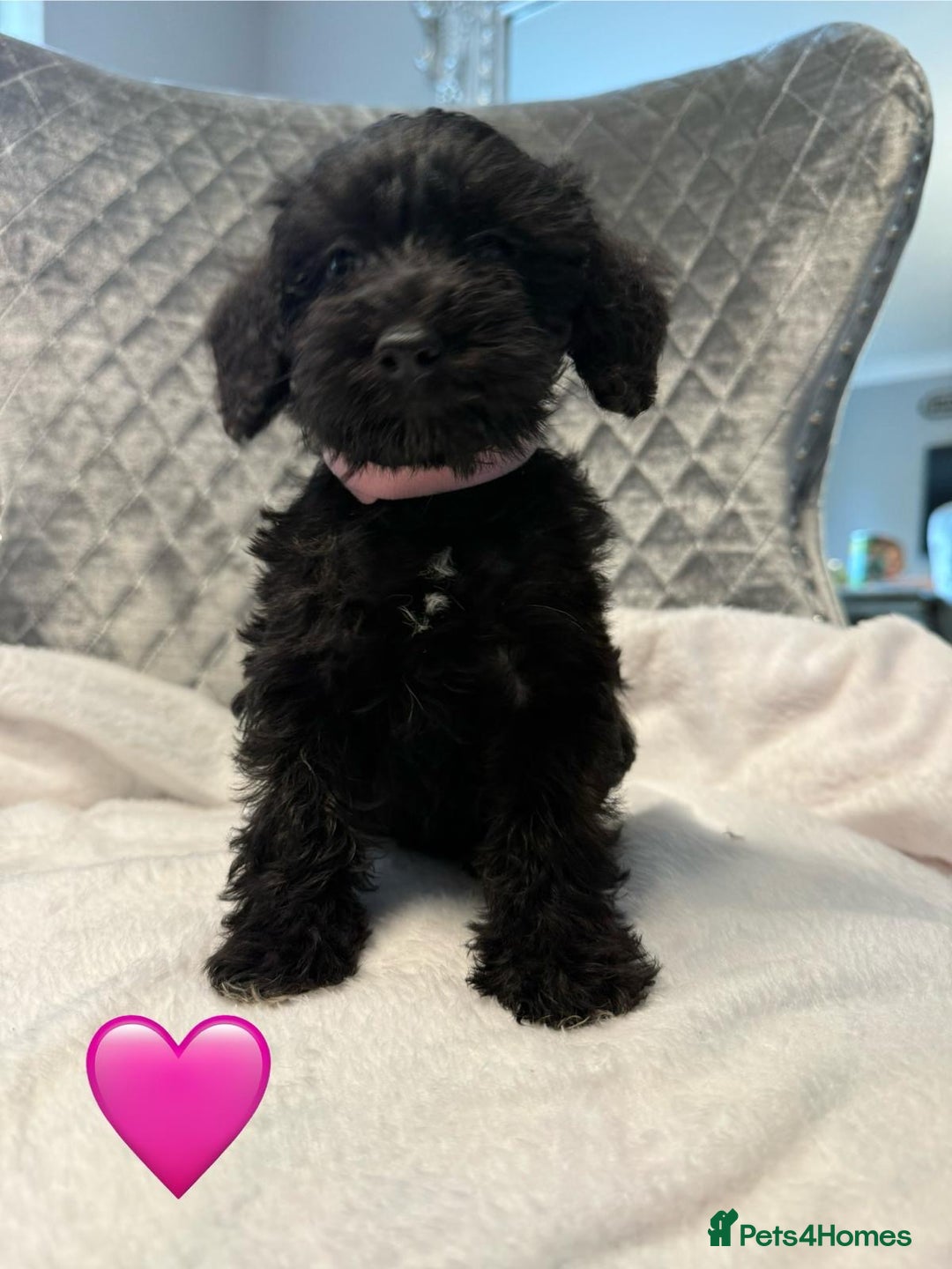 Schnoodle dogs for sale: Beautiful Schnoodle Puppies For Sale - Image 1