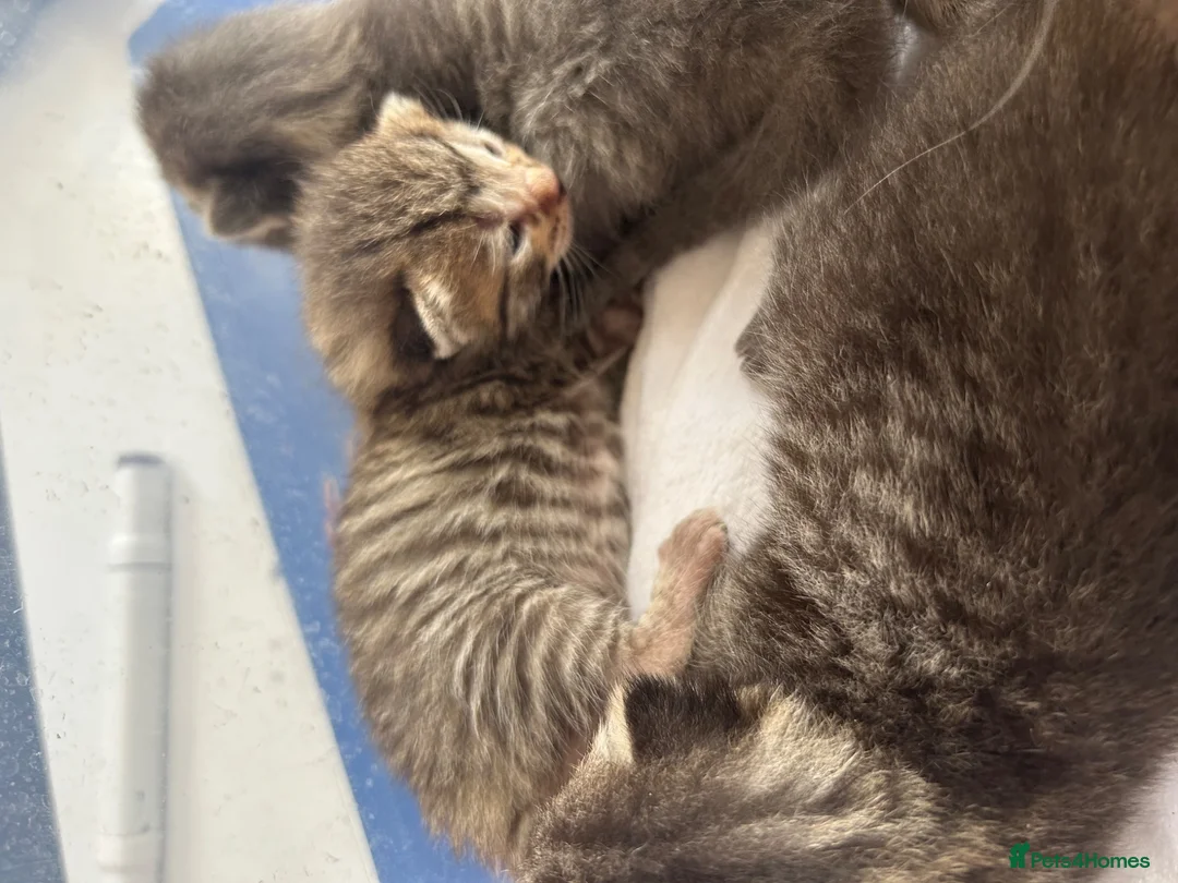 Ragdoll cats for sale: Half ragdoll half bengal kittens ready to reserve  - Advert 8