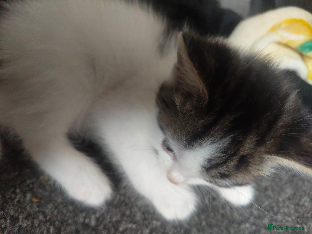 British Shorthair cats for sale: Beautiful female  - Image 3