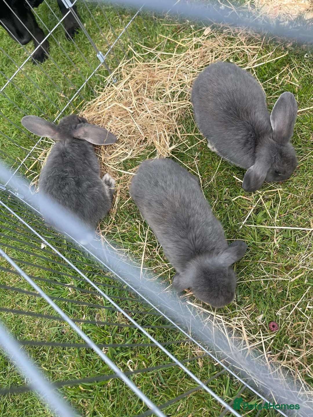 Mini Lop rabbits for sale: 3 mini lops for sale in Dover - Advert 3