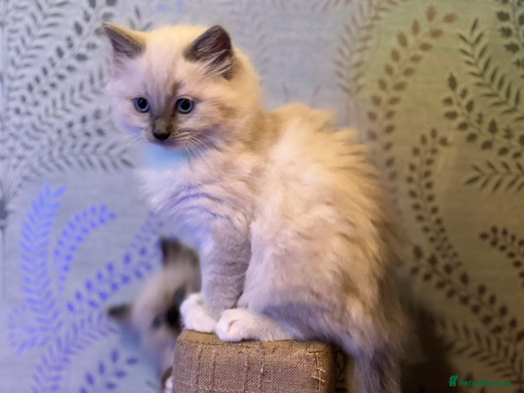 Ragdoll cats for sale: 2 Boys and 1 Girl Ragdoll kittens - Image 8