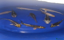 Koi Carp fish for sale: koi carp for sale - Image 7