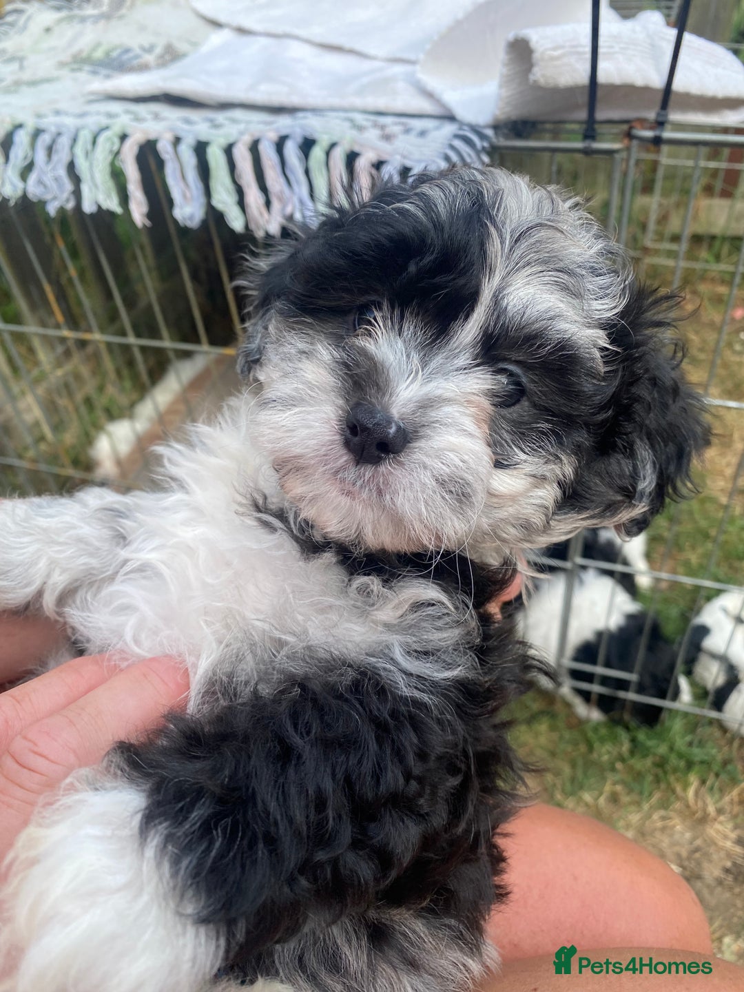 Shihpoo dogs for sale: Adorable F1 ShihPoo puppies in Faversham - Image 6