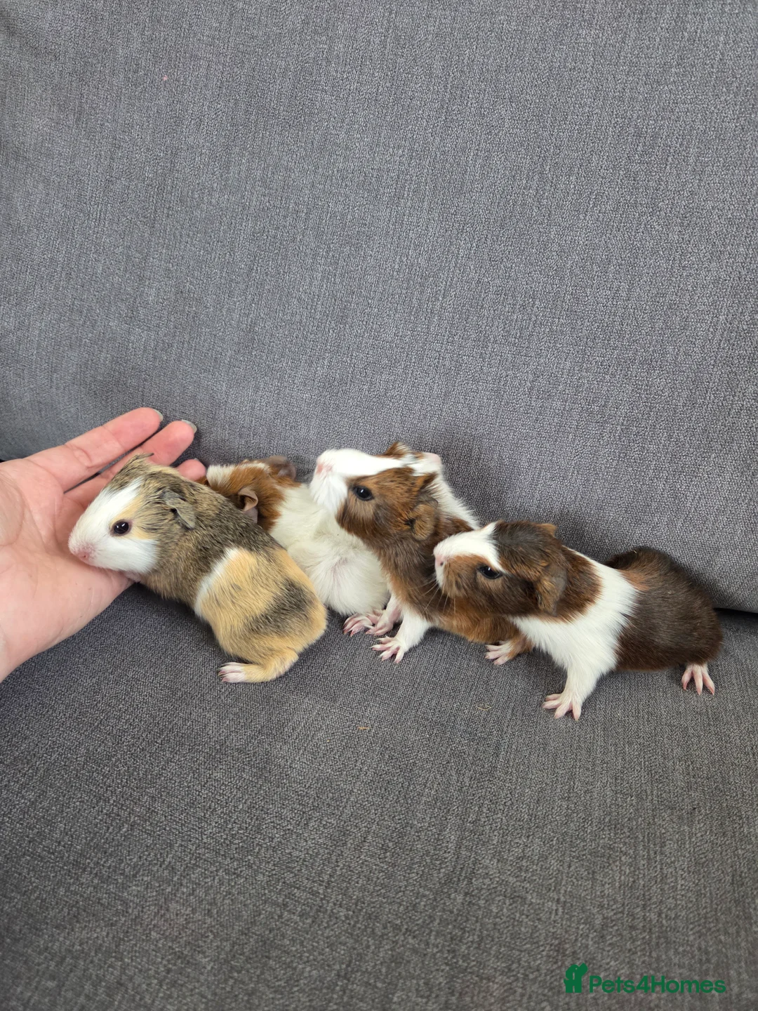 Guinea Pig rodents for sale: Baby guinea pigs for sale - Advert 7