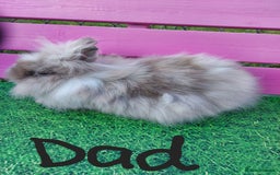 Lionhead rabbits for sale: Absolutely Gorgeous Chocolate DM Lionhead Babies - Image 10