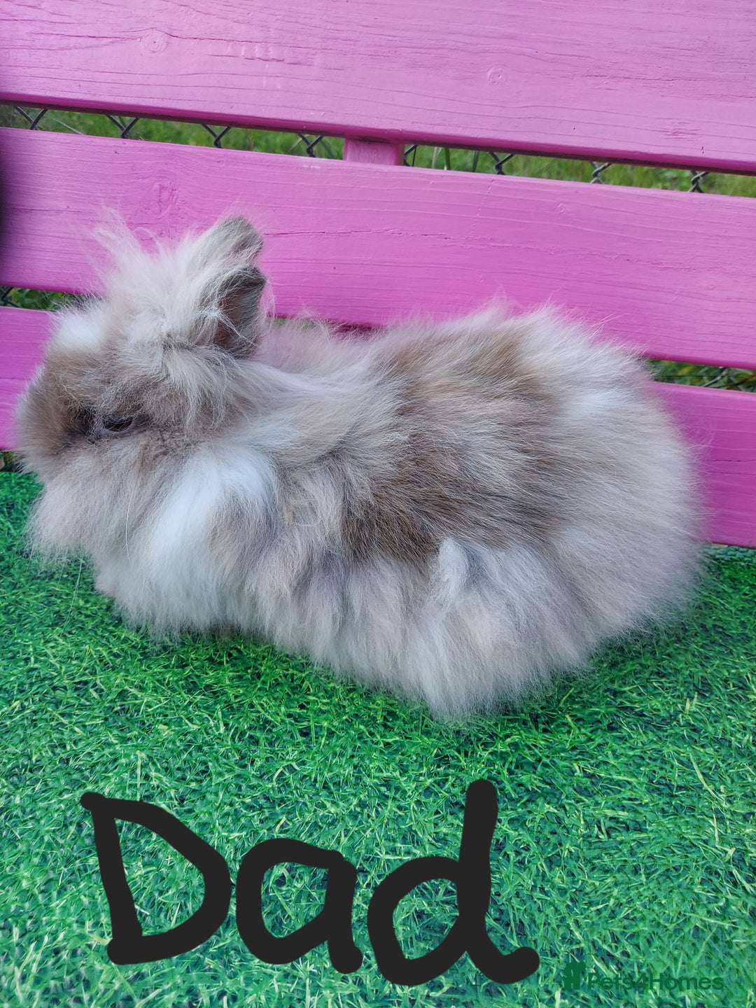 Lionhead rabbits for sale: Absolutely Gorgeous Chocolate DM Lionhead Babies - Image 10