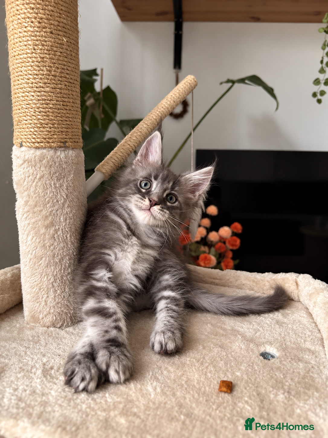 Maine Coon cats Tica Registered 5 Russian Mainecoon   - Advert 2