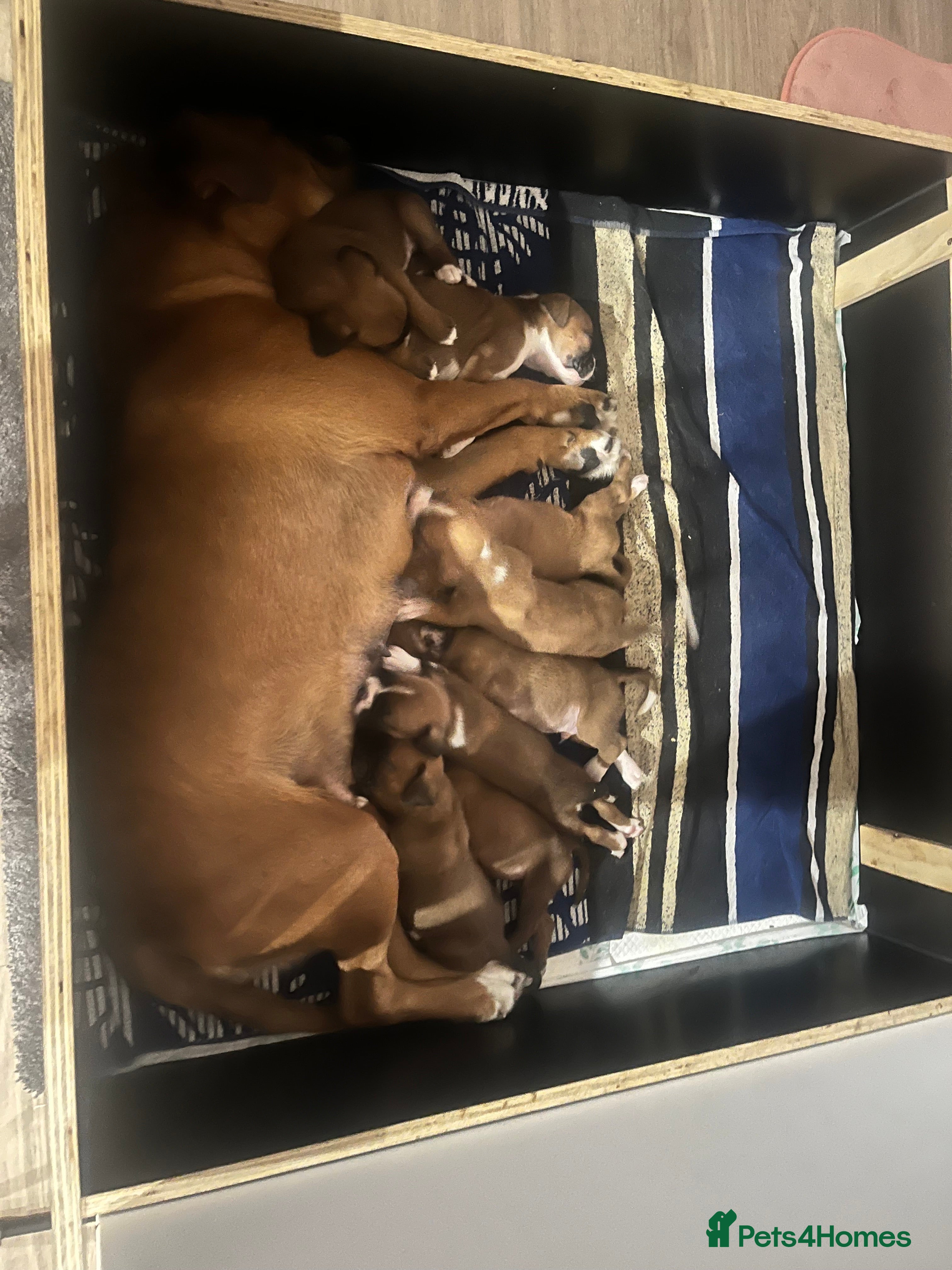 Boxer dogs Boxer Pups ready for their forever homes in Sheffield - Advert 2
