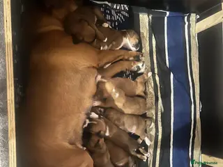 Boxer dogs Boxer Pups ready for their forever homes in Sheffield - Advert 2