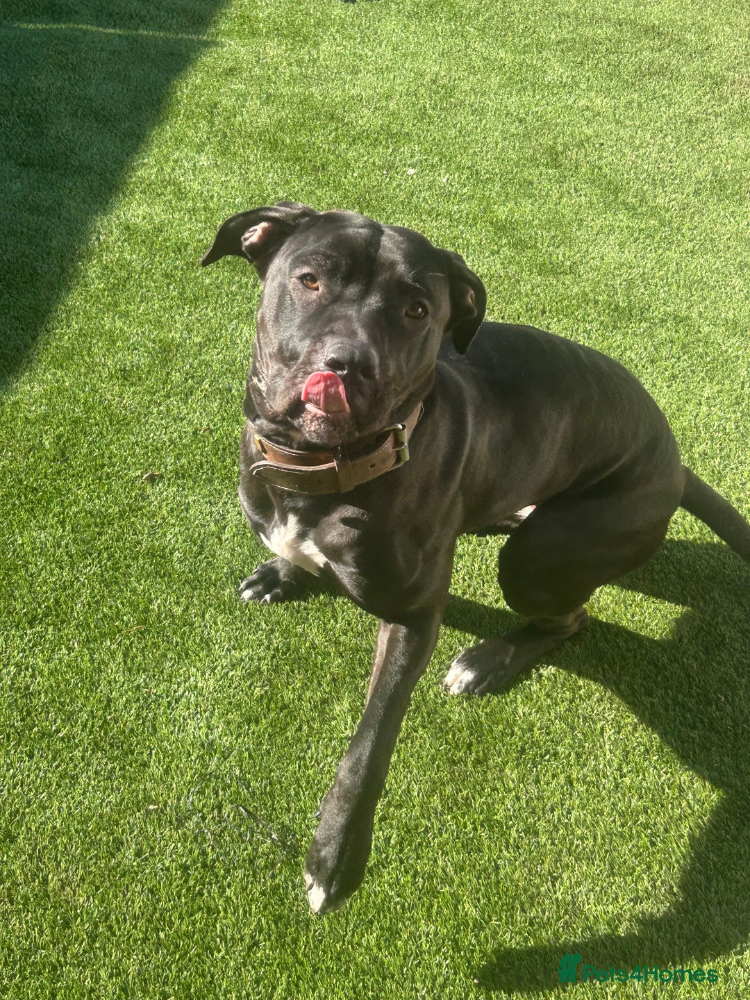Mixed Breed dogs for sale: Ronnie  - Image 3