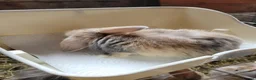 Lionhead rabbits for sale: Lop lionhead bunnies!  in Stockport - Advert 8
