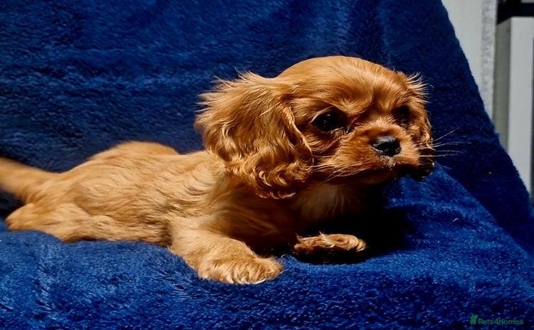 Cavalier King Charles Spaniel dogs - Advert 1