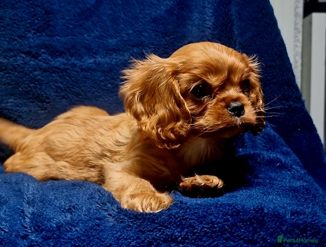 Cavalier King Charles Spaniel dogs for sale: Cavalier King Charles Boy - Ready this weekend  - Image 1