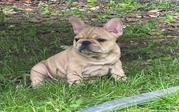 French Bulldog dogs for sale: French Bulldog puppies 3 girls and 3 boys - Image 4