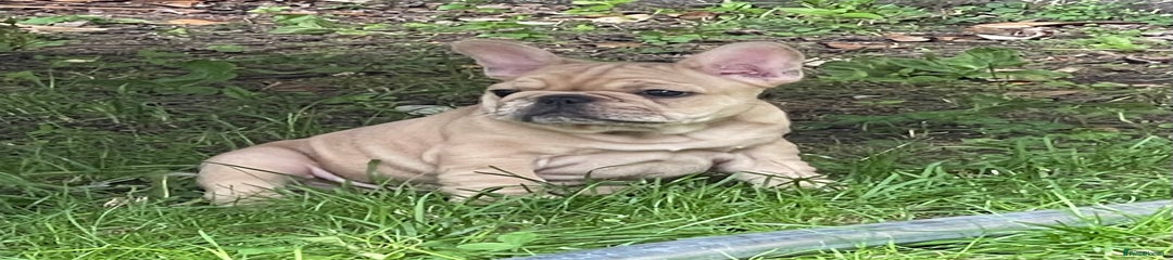 French Bulldog Puppy 5