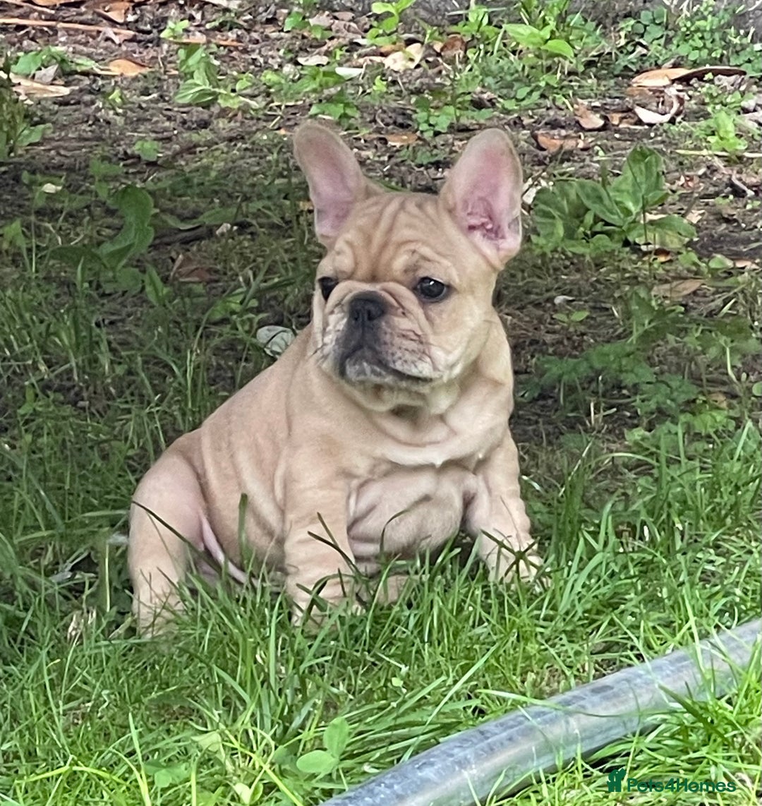 French Bulldog dogs for sale: French Bulldog puppies 3 girls and 3 boys - Image 4