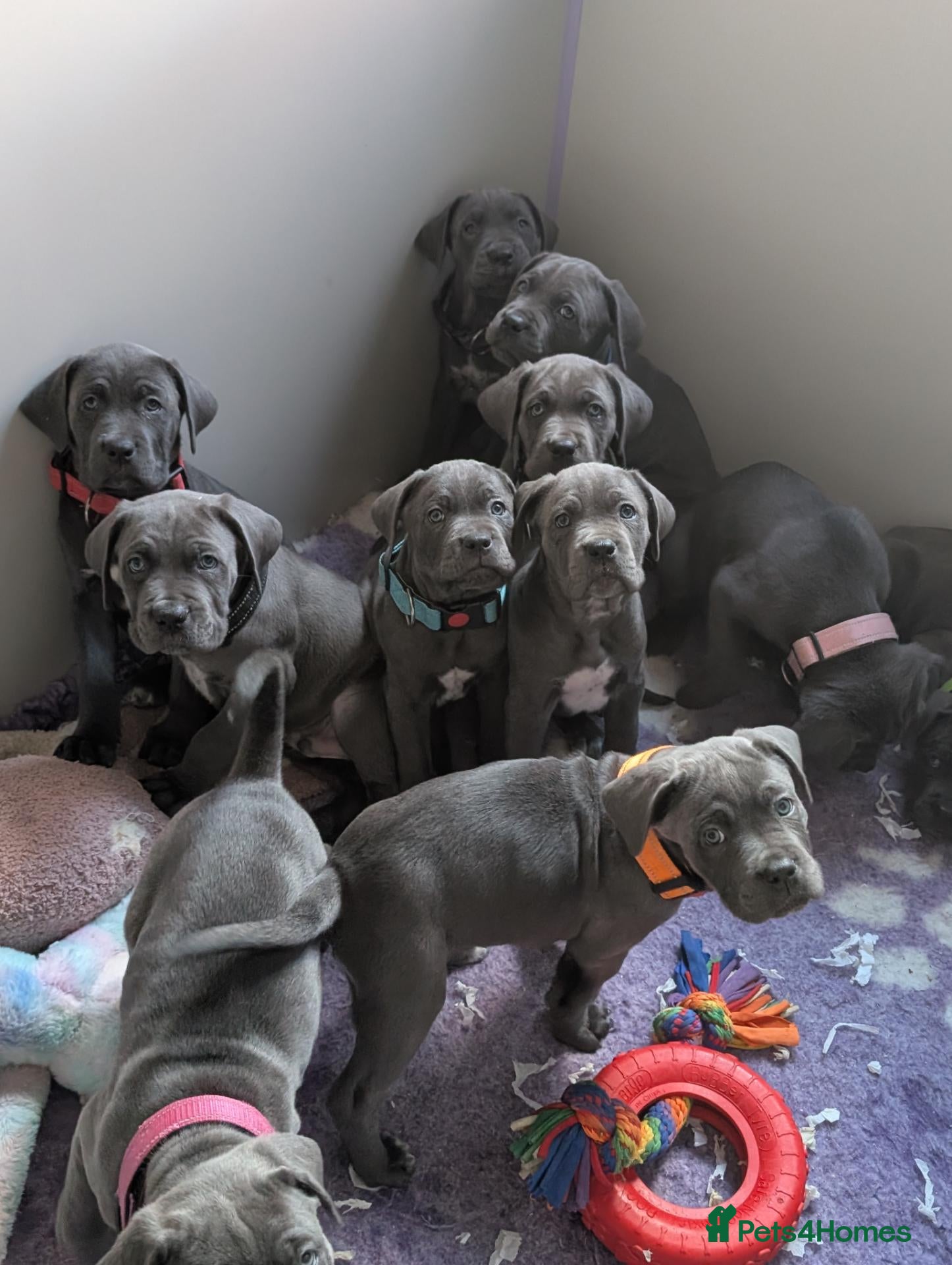 Cane Corso dogs for sale: Blue cane corso puppies  - Advert 9