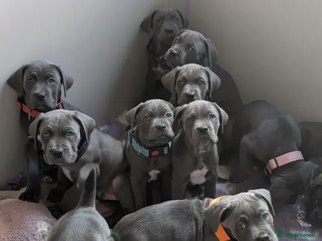 Cane Corso dogs for sale: Blue cane corso puppies - Advert 1
