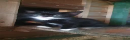 Mixed Breed cats for sale: Lovely kittens - Advert 5