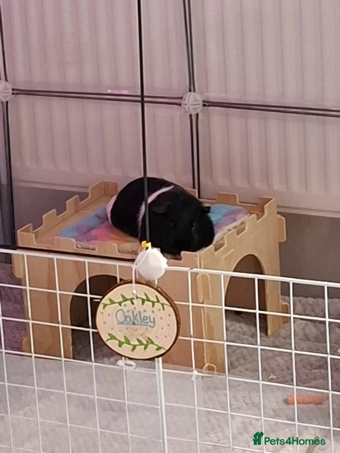 Guinea Pig rodents for sale: 2 male guinea pigs - 1 year old - Advert 5