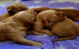 Golden Retriever dogs for sale: Stunning true working golden retriever puppies - Image 6