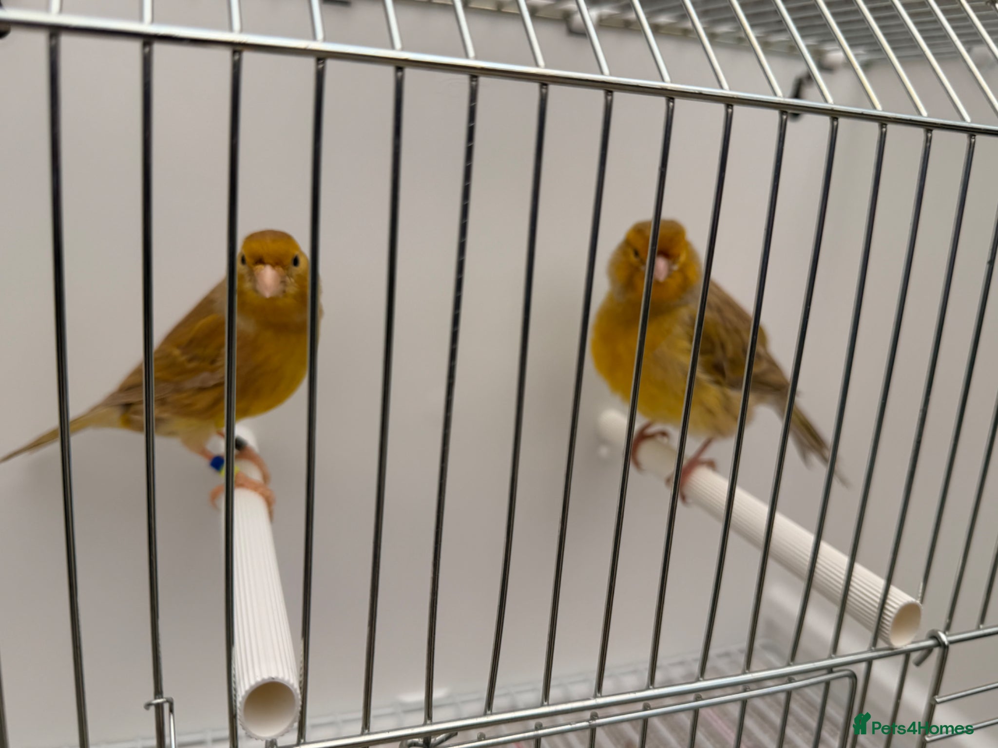 Canaries birds x5 canary’s pairs all fit and healthy  - Advert 4