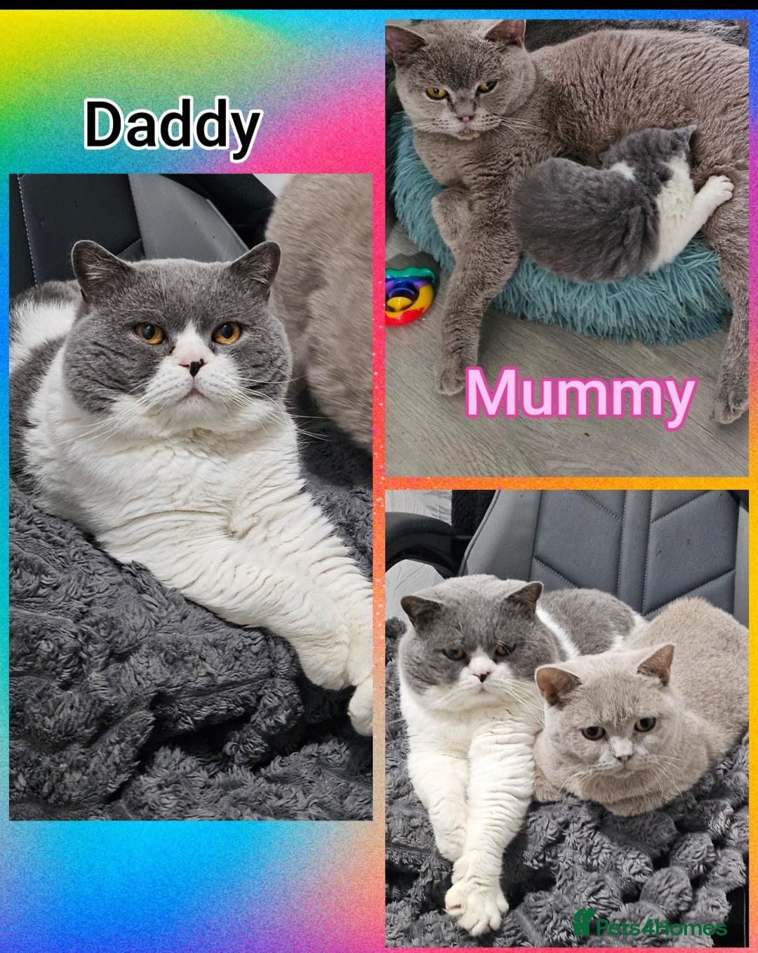 British Shorthair cats for sale: 2 chunky pedigree bsh male kittens - Advert 9