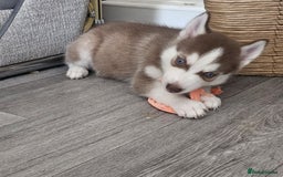Siberian Husky dogs for sale: Gorgeous huskies puppies for sale! - Image 7